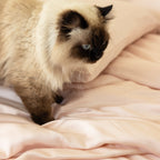 Organic Bamboo Sateen Bed Sheet Set